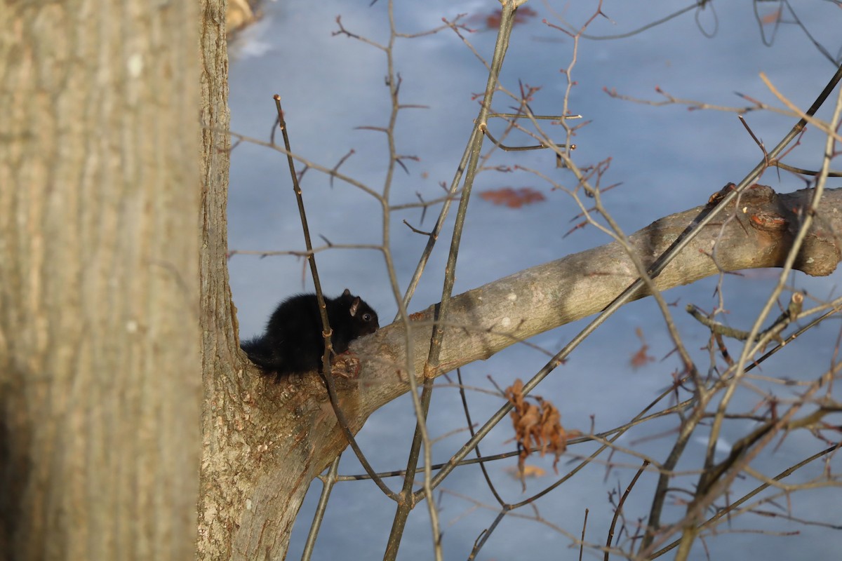 Eastern Gray Squirrel - ML647376931