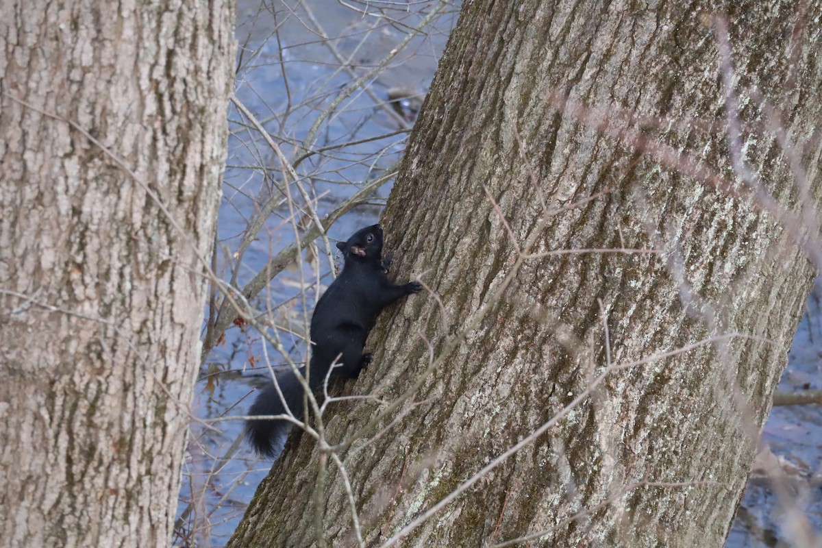 Eastern Gray Squirrel - ML647376932