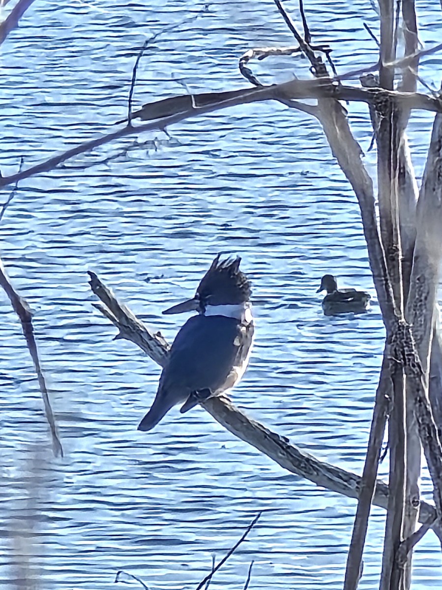 Belted Kingfisher - ML647376933