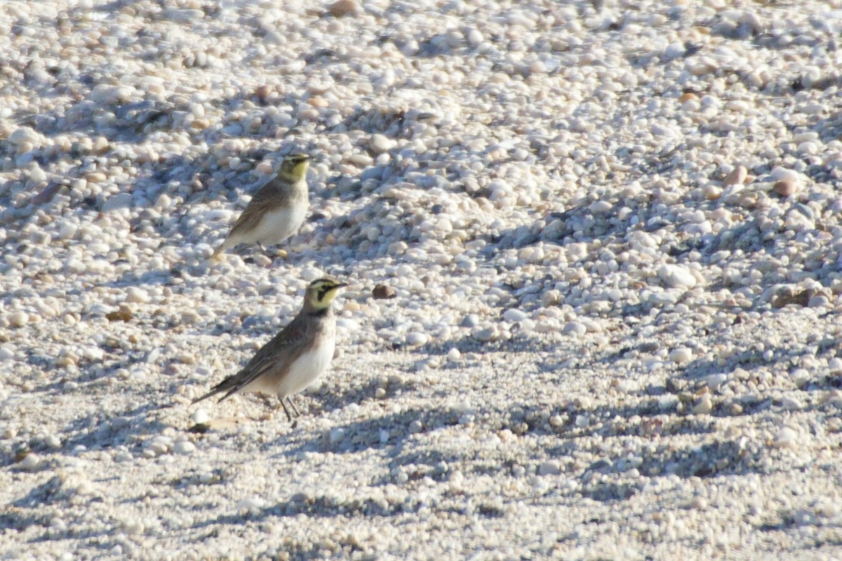 Horned Lark - ML647376946