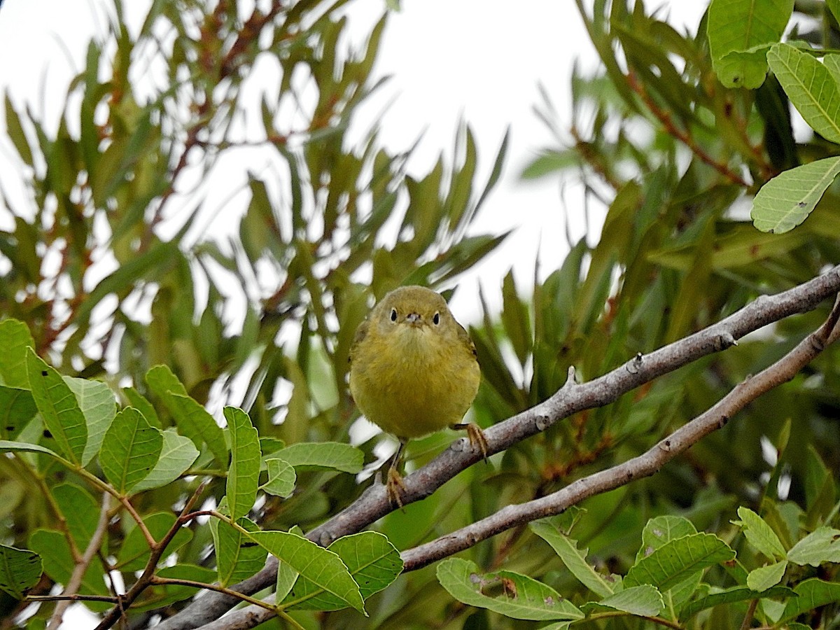 Sarı Ötleğen - ML647376948