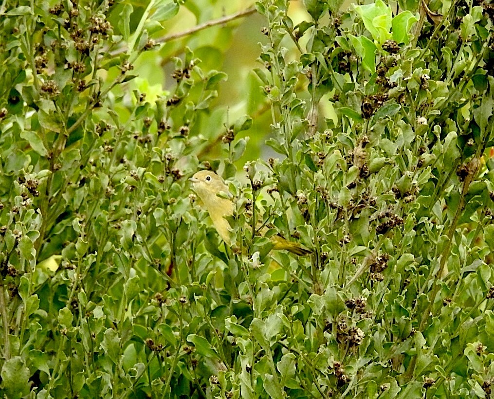 Sarı Ötleğen - ML647376951