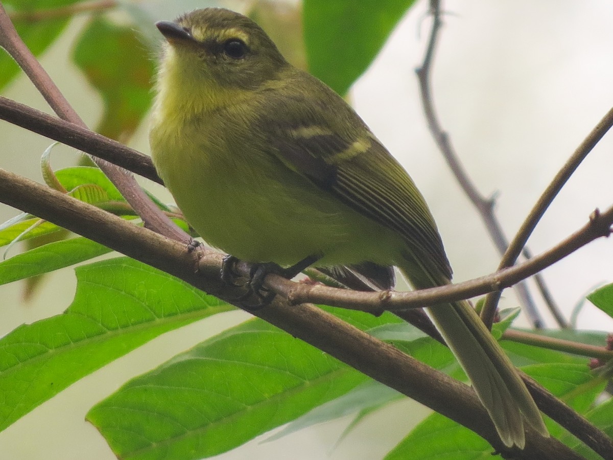 Tyranneau flavéole - ML647376955