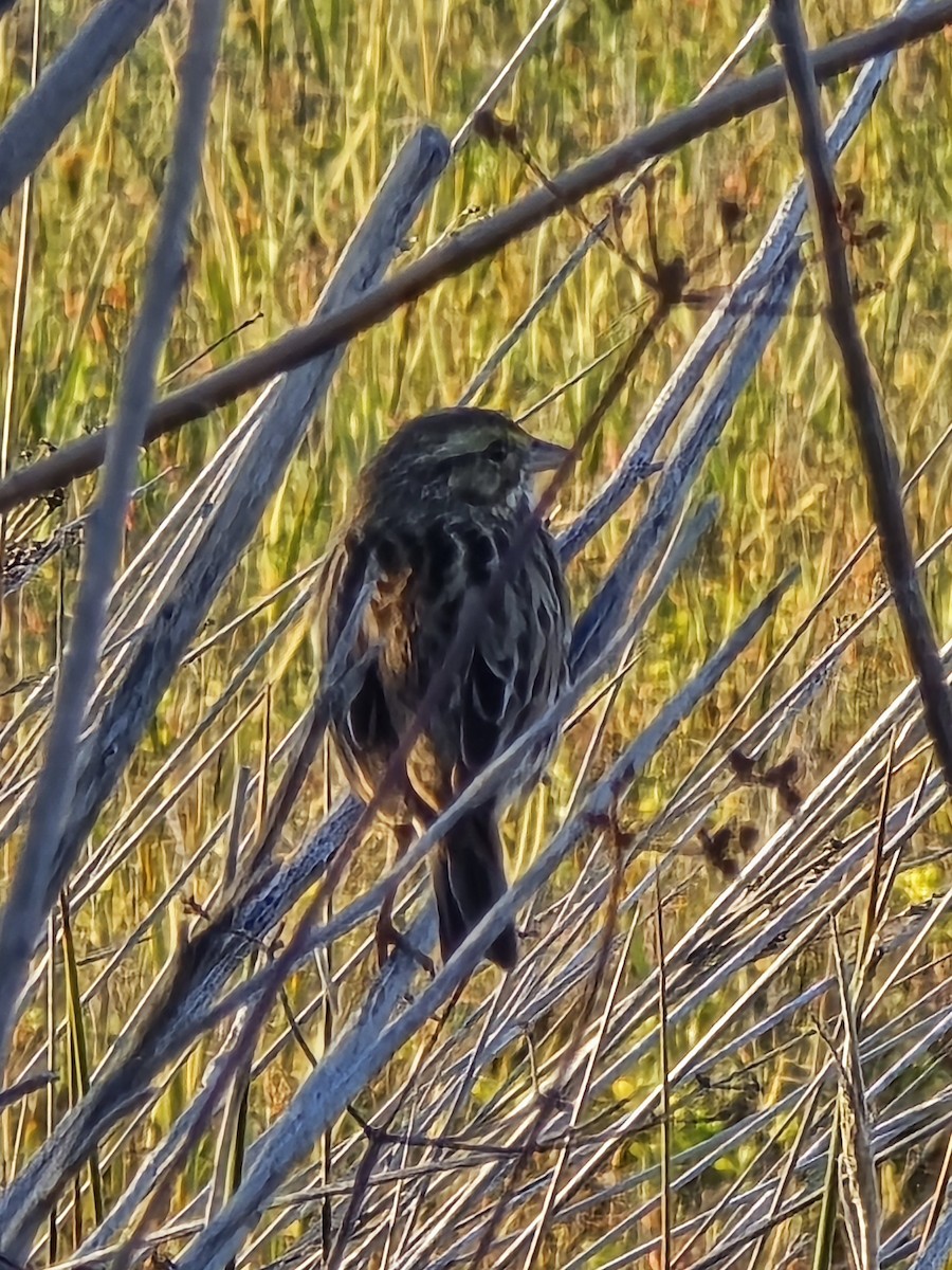 Savannah Sparrow - ML647376963