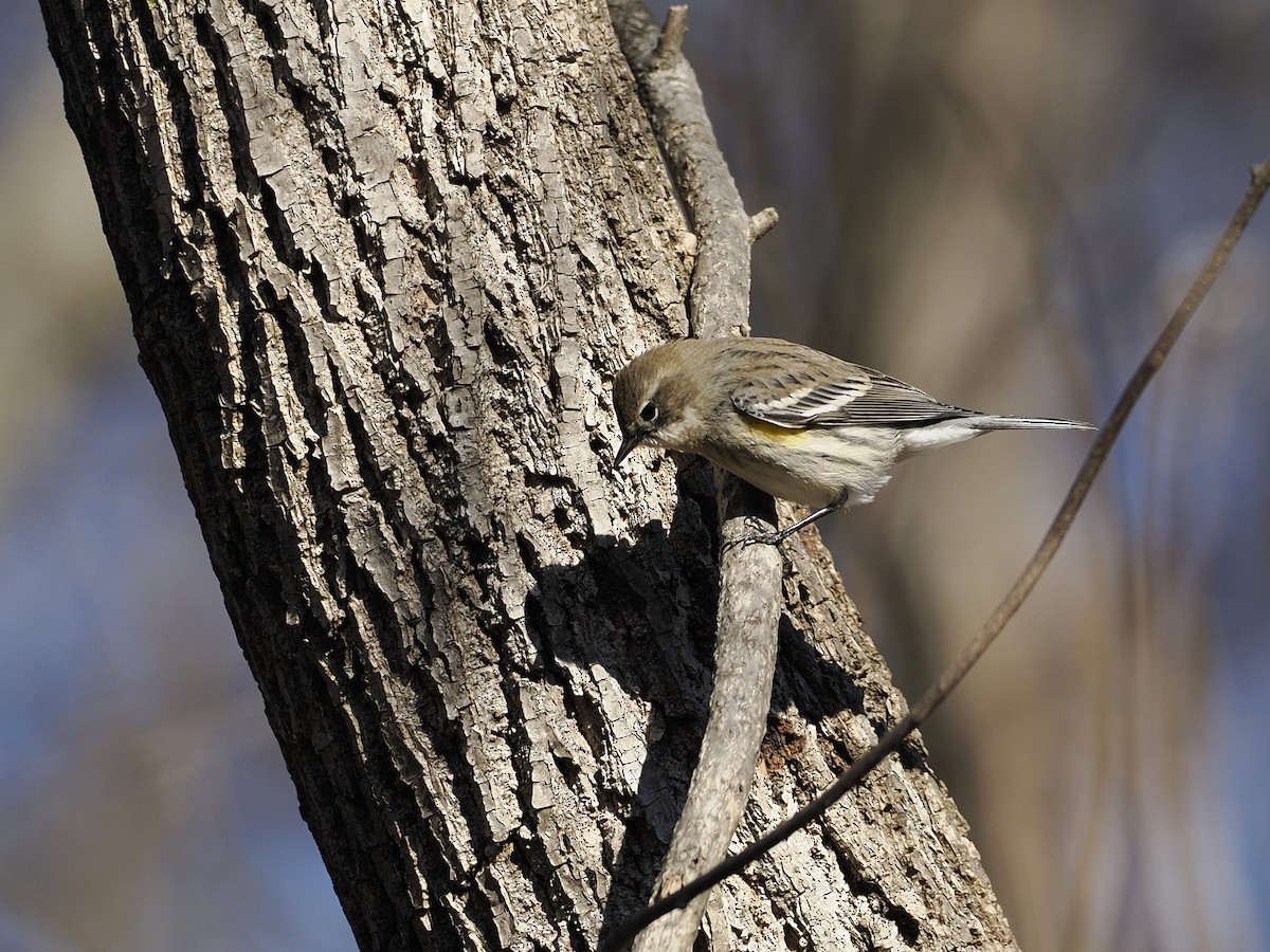 Yellow-rumped Warbler - ML647376967