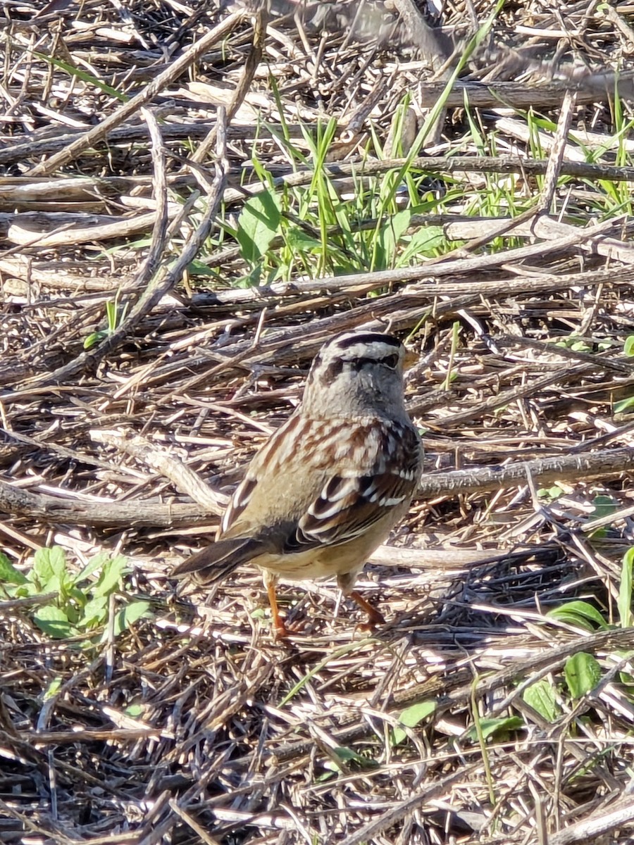 White-crowned Sparrow - ML647376968