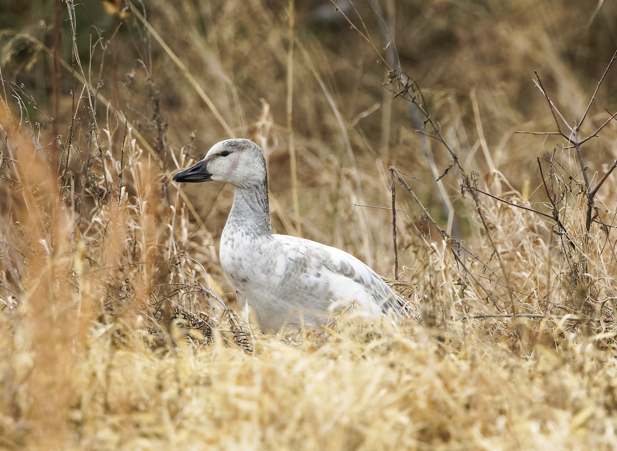 ハクガン - ML647376980