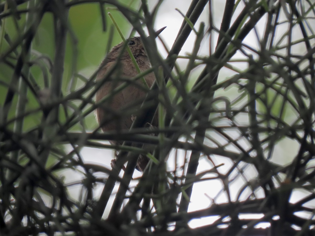 Southern House Wren - ML647376992