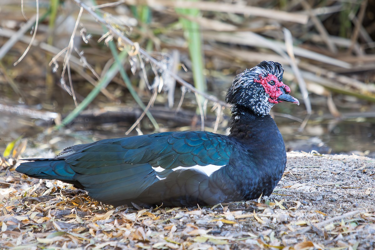 Мускусная утка (Одомашенного типа) - ML647377004