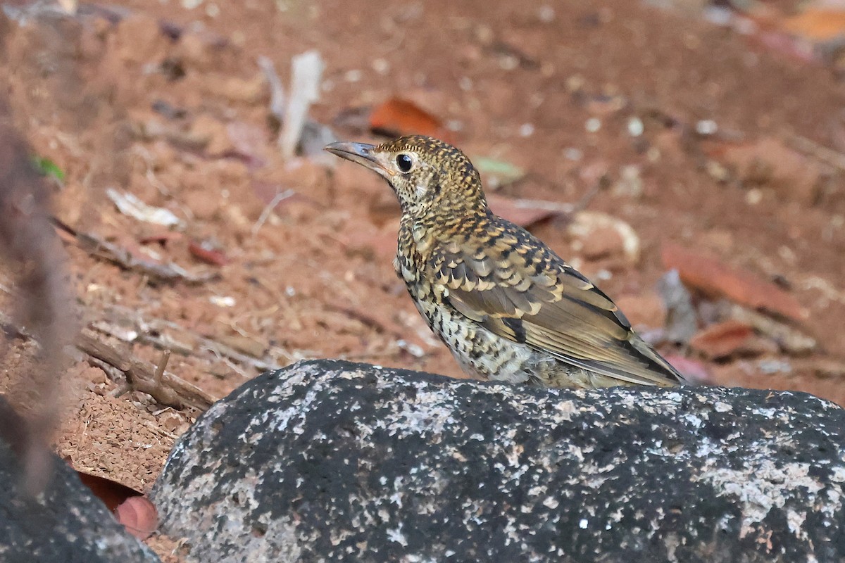 Sedefli Ardıç - ML647377011