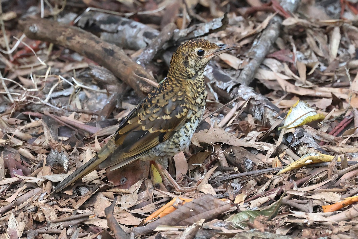 Sedefli Ardıç - ML647377012