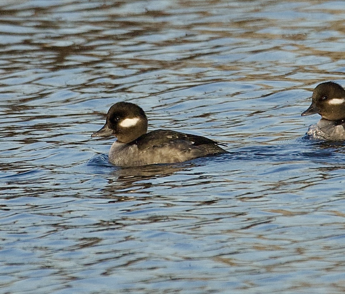 Bufflehead - ML647377015
