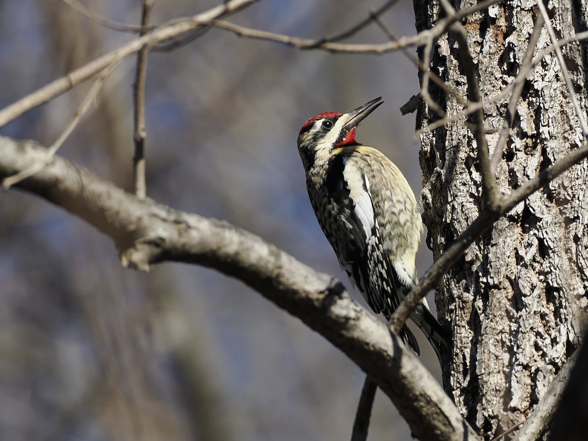 Yellow-bellied Sapsucker - ML647377016