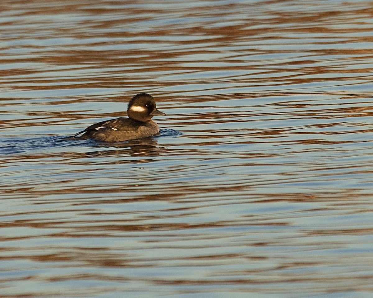 Bufflehead - ML647377017