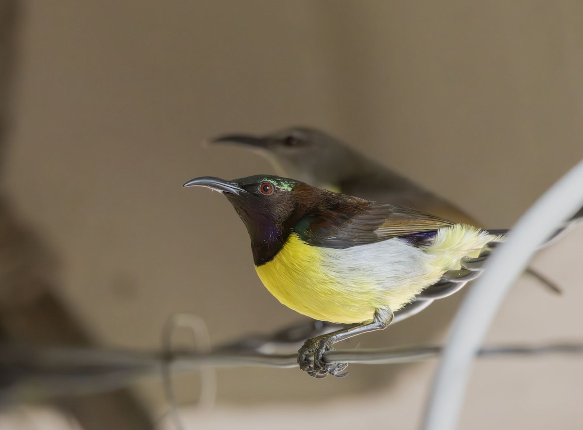 Purple-rumped Sunbird - ML647377028