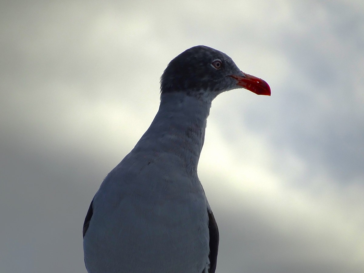 Dolphin Gull - ML647377036