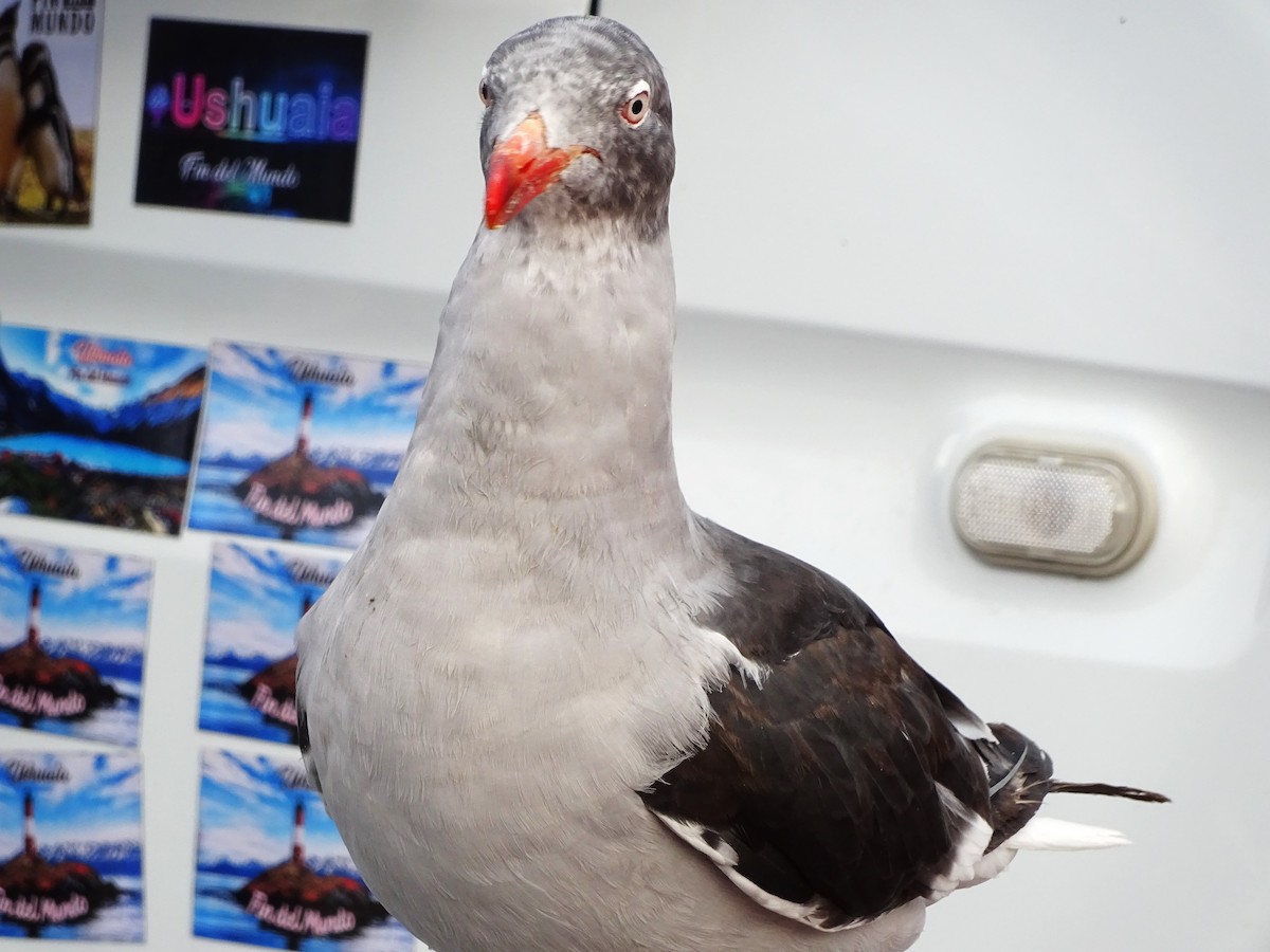 Dolphin Gull - ML647377037