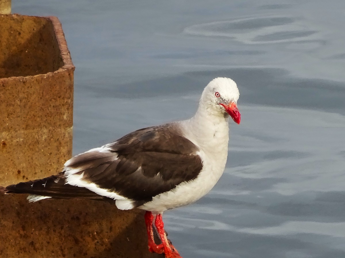 Goéland de Scoresby - ML647377038