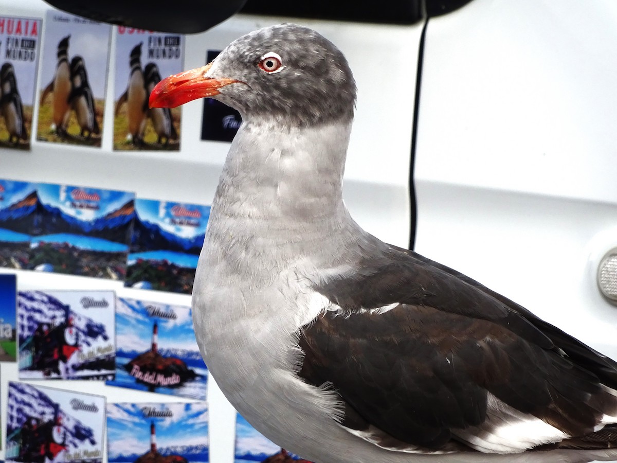 Dolphin Gull - ML647377039