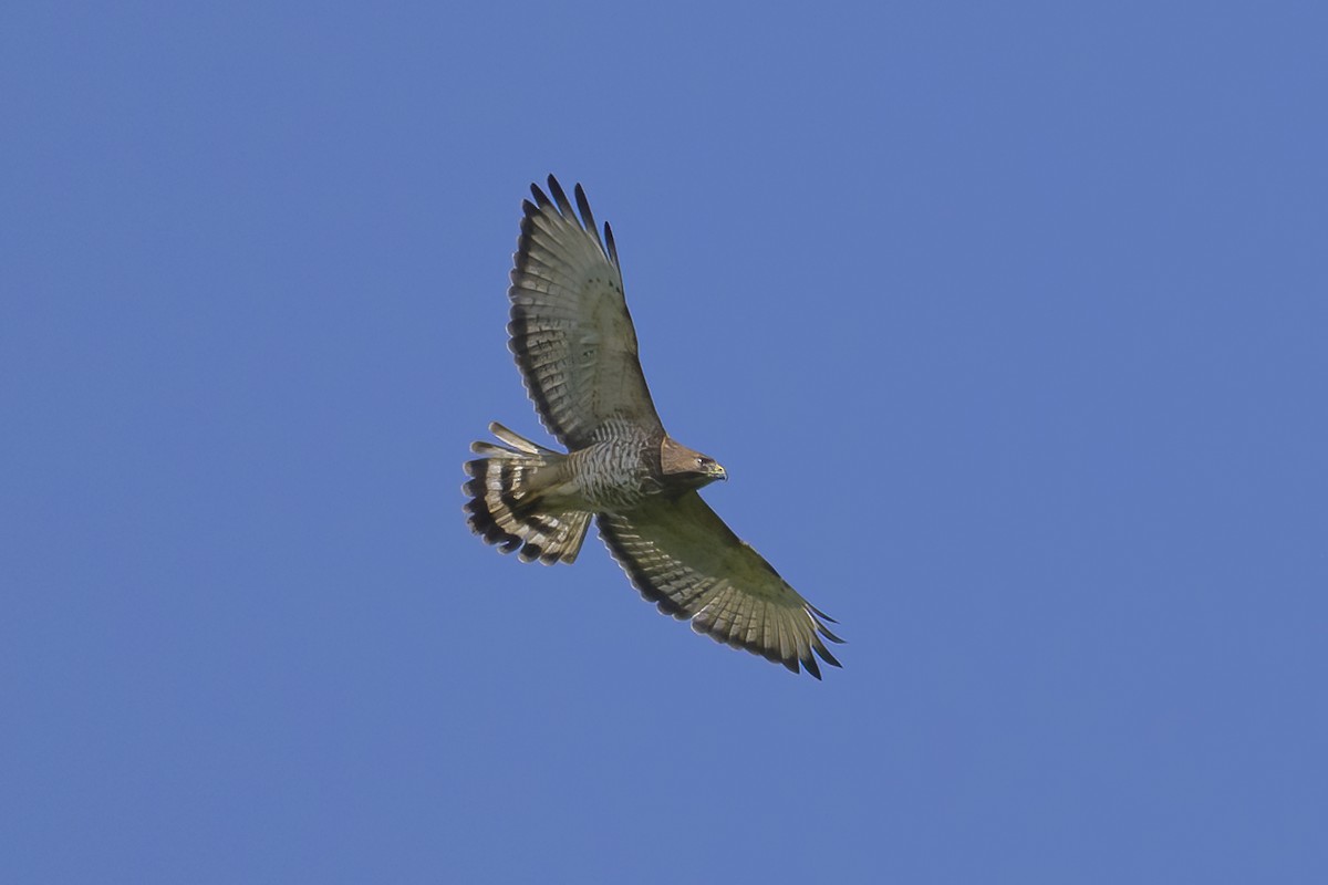 Broad-winged Hawk - ML647377041