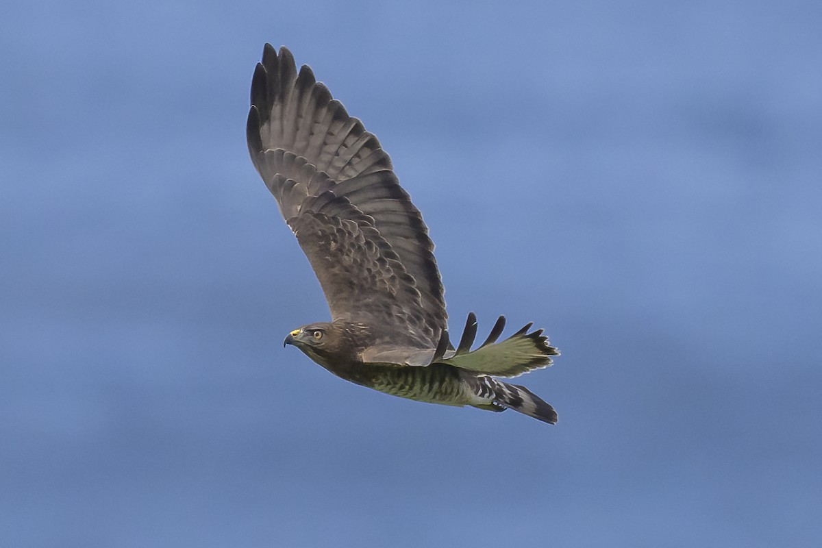 Broad-winged Hawk - ML647377042