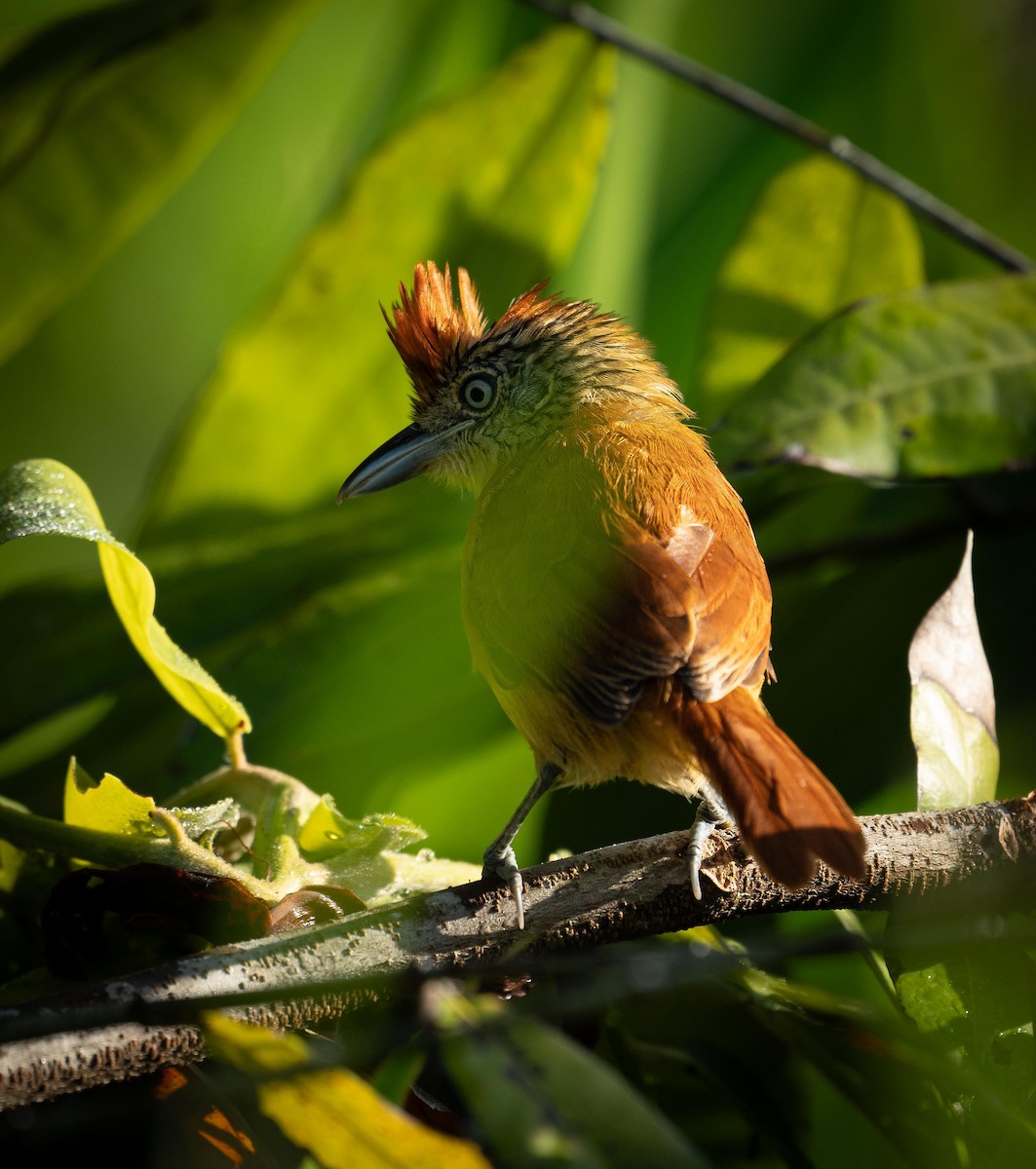 Bindenameisenwürger - ML647377047