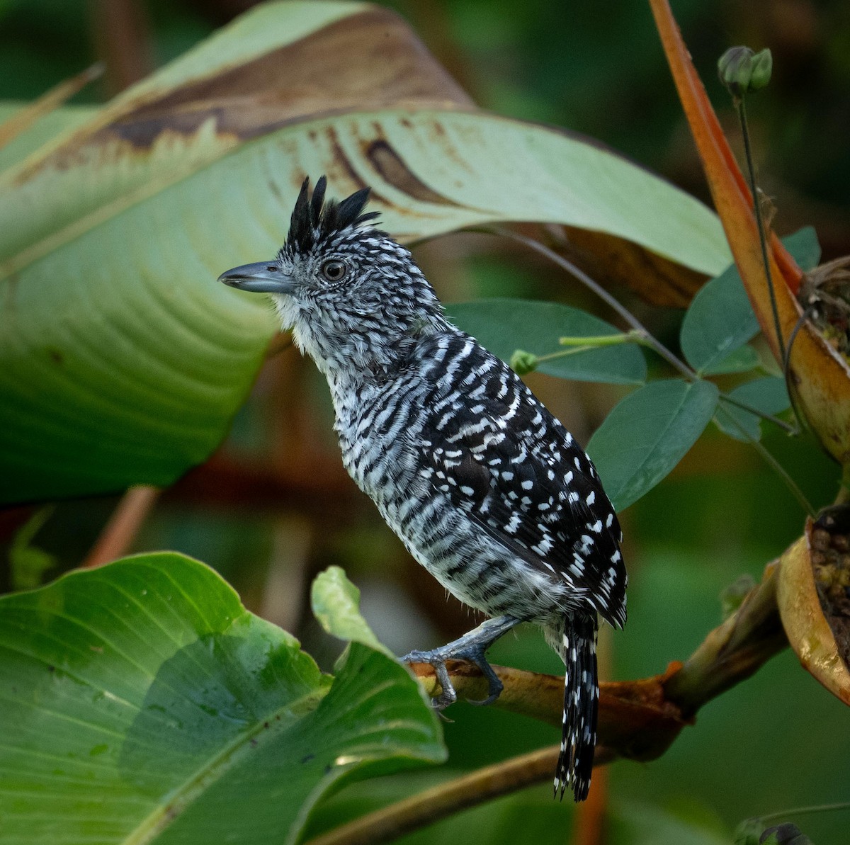 Bindenameisenwürger - ML647377048