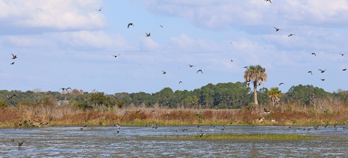 Лиска американська (червонобляшкова) - ML647377049