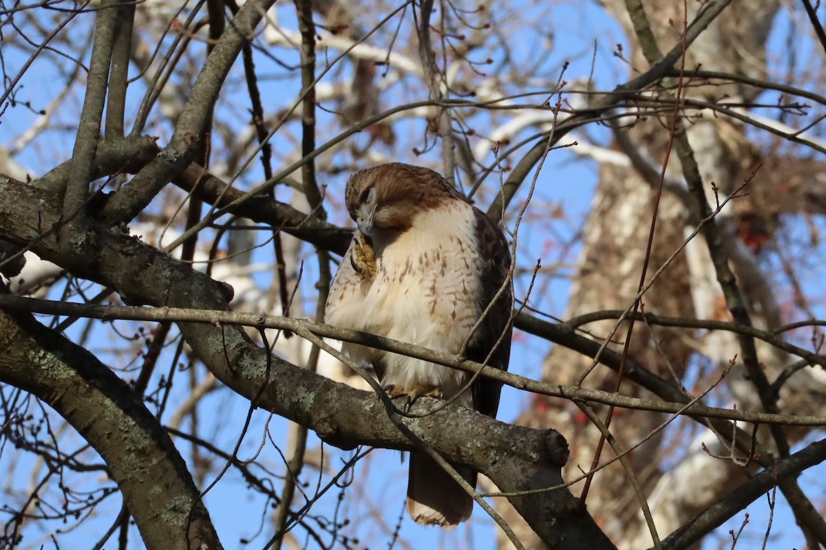 Red-tailed Hawk - ML647377064