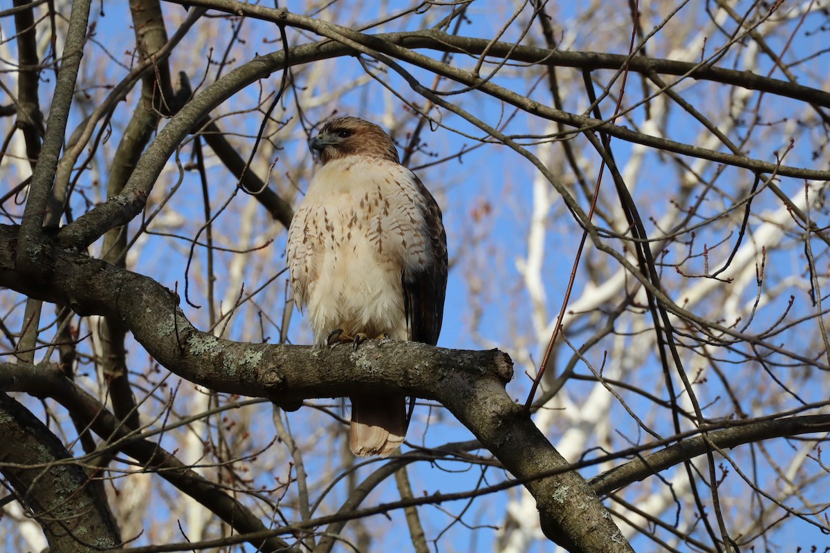 Red-tailed Hawk - ML647377067