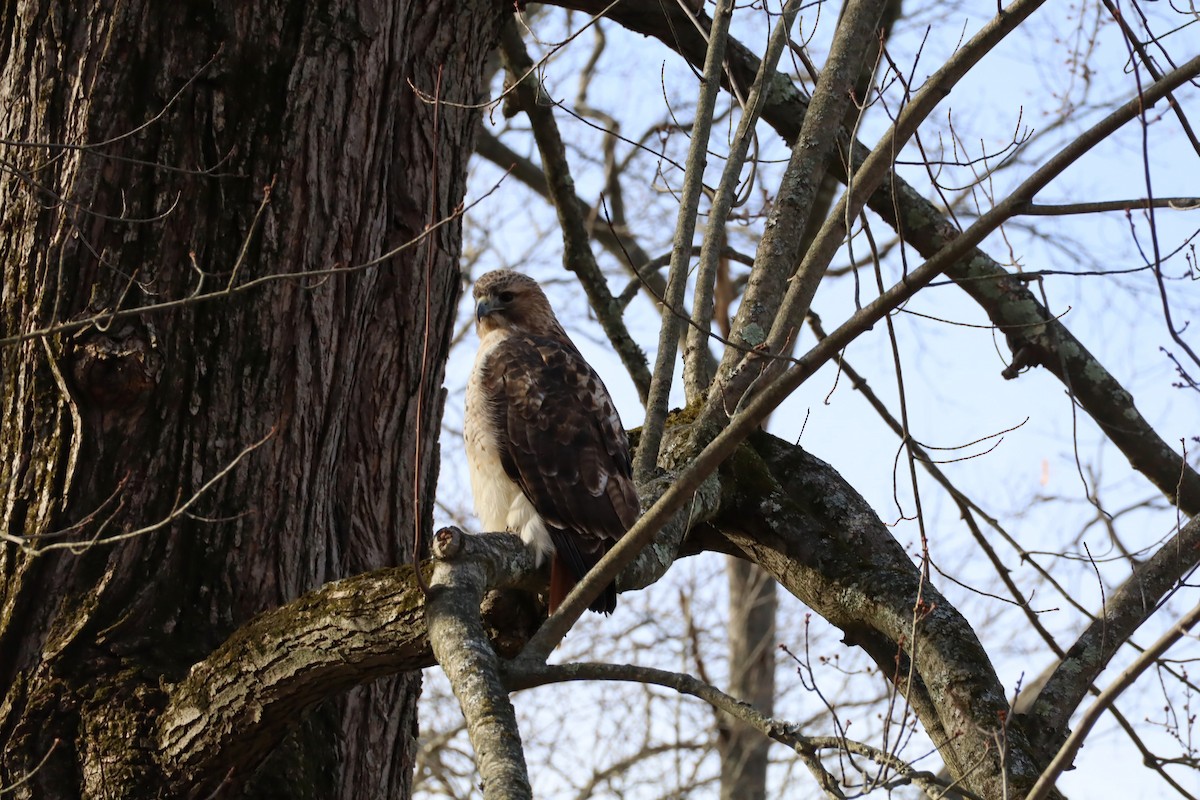Red-tailed Hawk - ML647377068