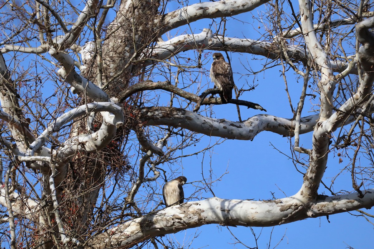 Red-tailed Hawk - ML647377070