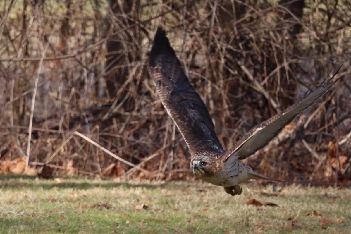 Red-tailed Hawk - ML647377071