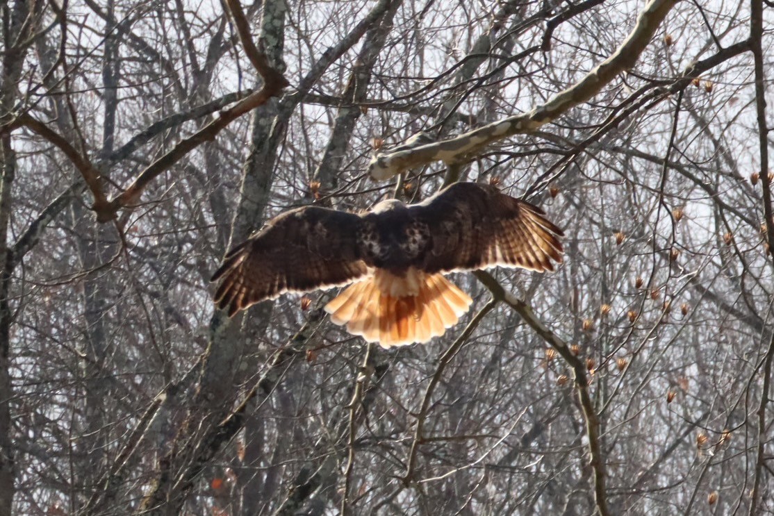 Red-tailed Hawk - ML647377074