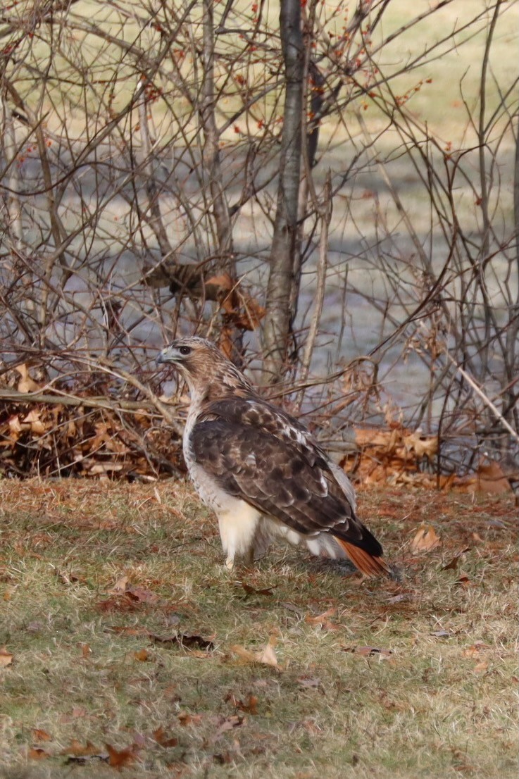 Red-tailed Hawk - ML647377075