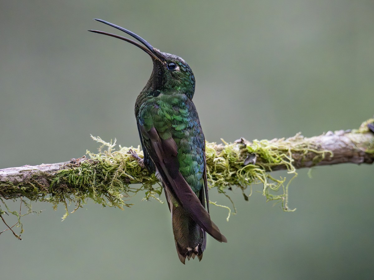 Mountain Velvetbreast - ML647377089