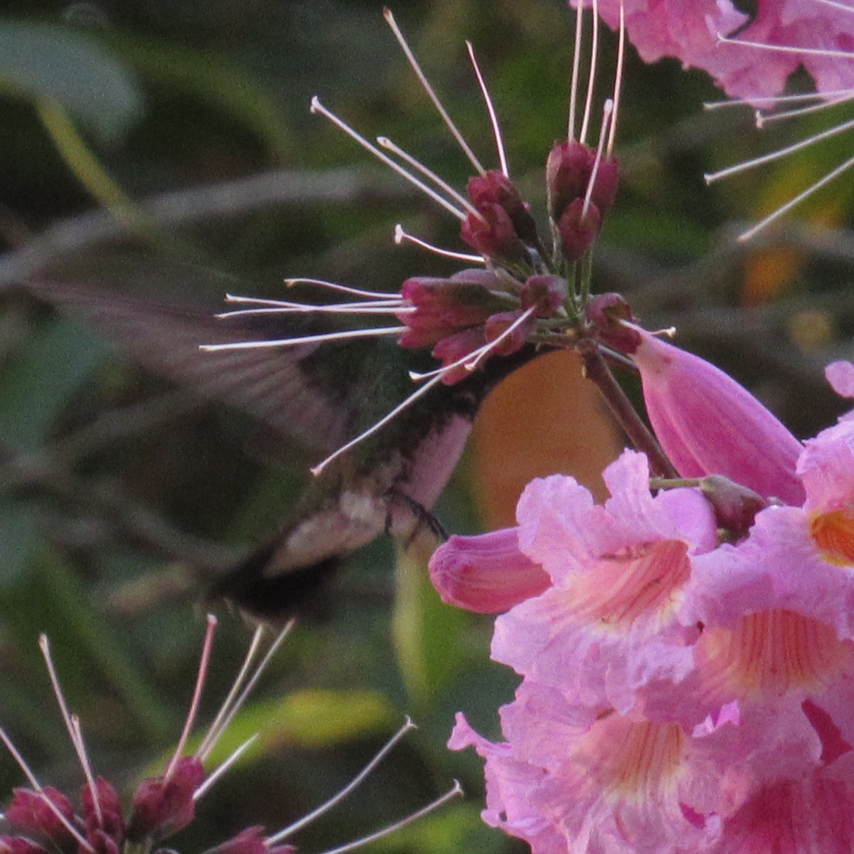 Fork-tailed Woodnymph - ML647377093