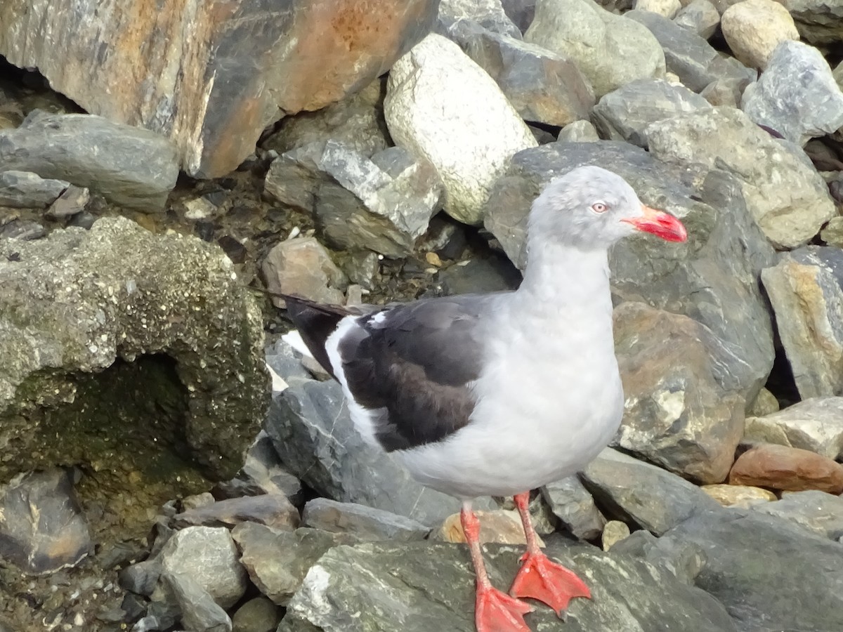 Dolphin Gull - ML647377095