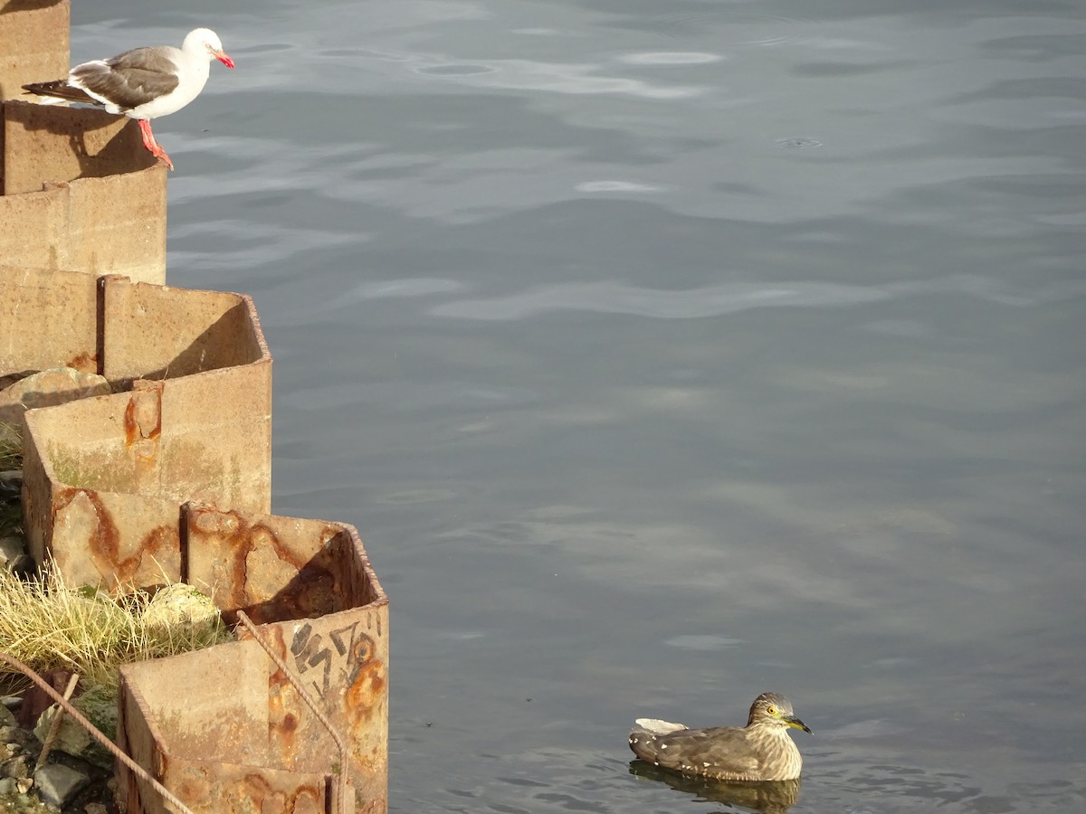 Dolphin Gull - ML647377096