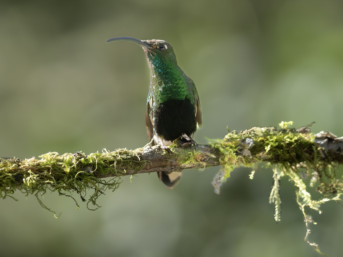 Mountain Velvetbreast - ML647377097