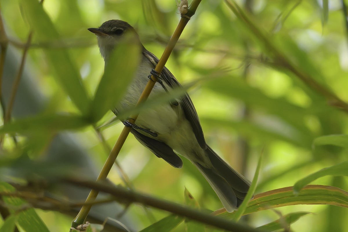 Élénie siffleuse - ML647377104