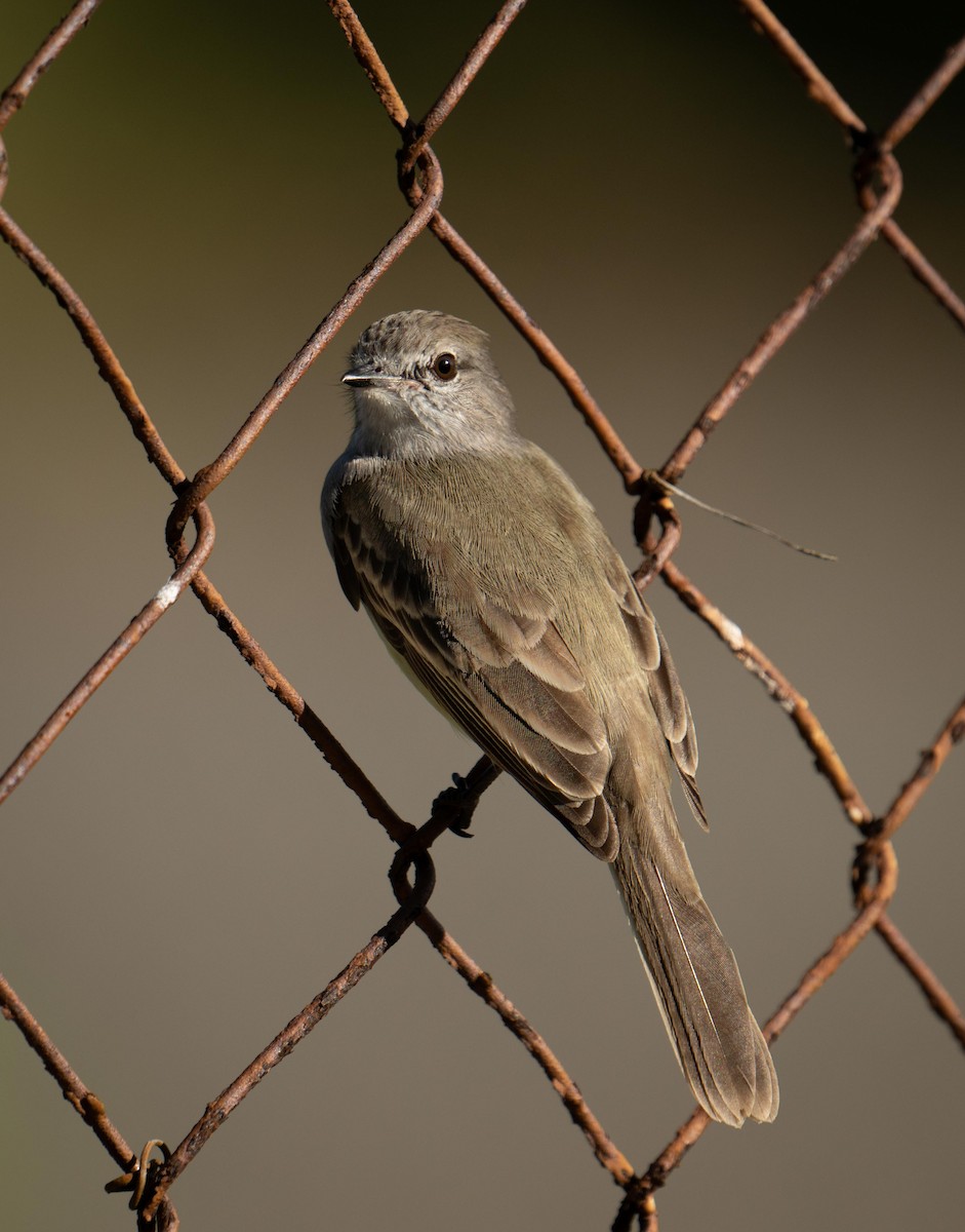Panama Flycatcher - ML647377122