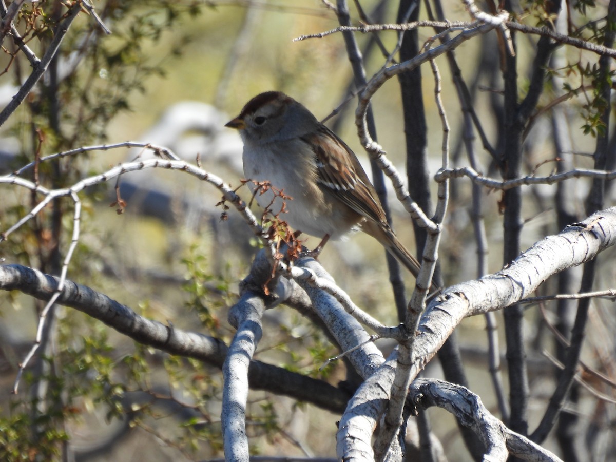 Chipping Sparrow - ML647377130