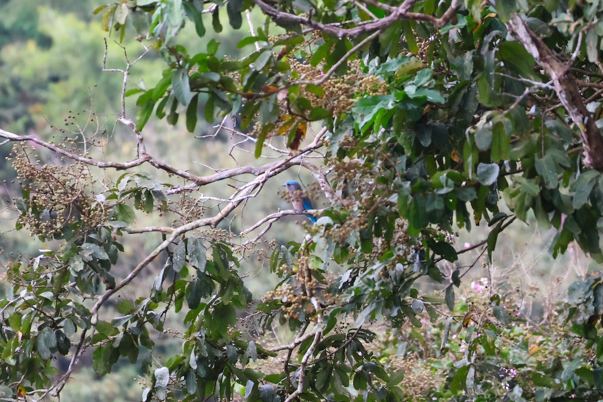 Indochinese Roller - ML647377131