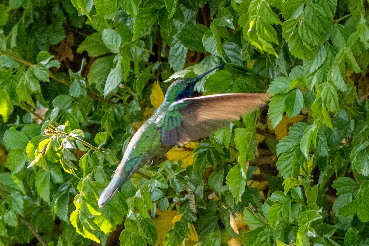 Glanz-Veilchenohrkolibri - ML647377133