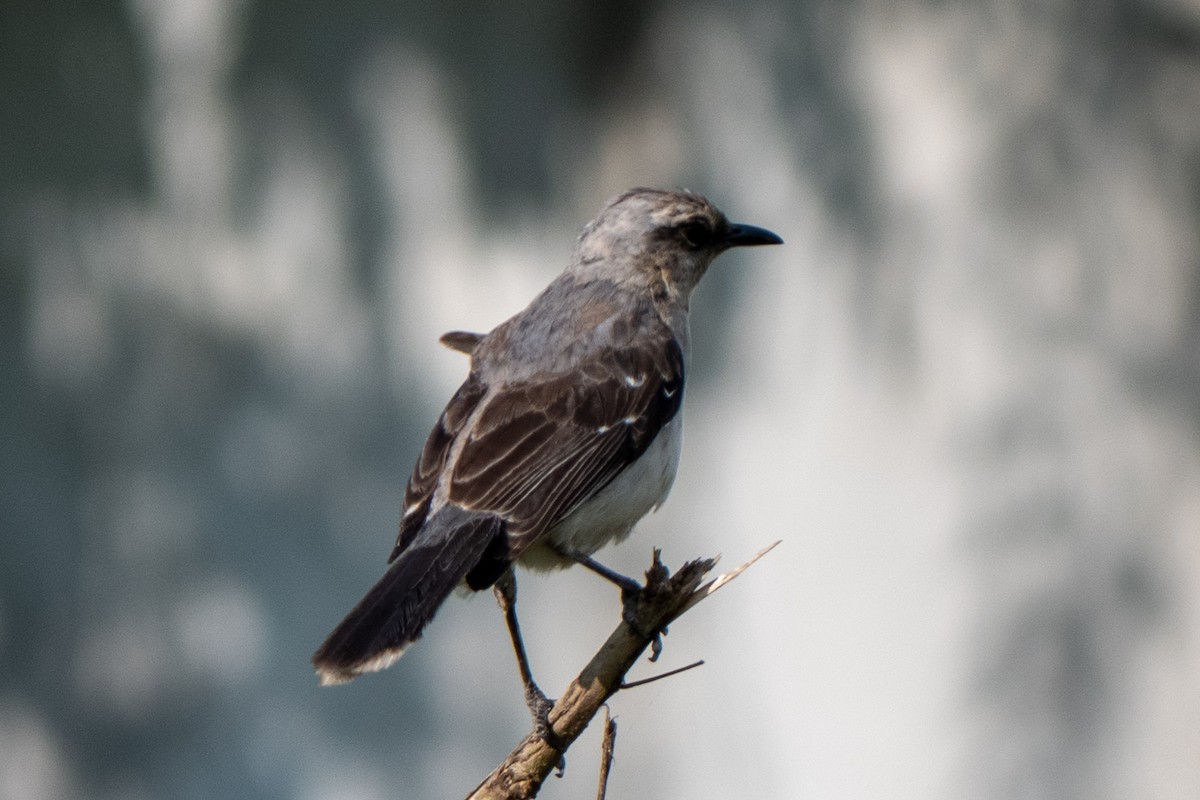 Tropikal Taklitçi - ML647377141