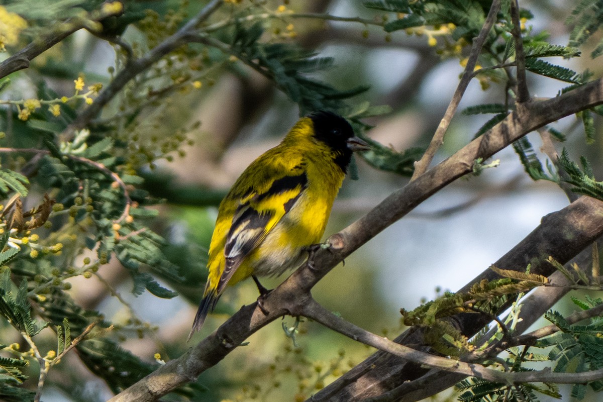 čížek jihoamerický - ML647377155