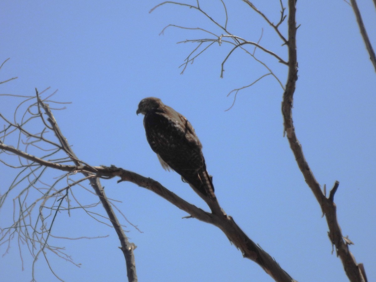 Red-tailed Hawk - ML647377157
