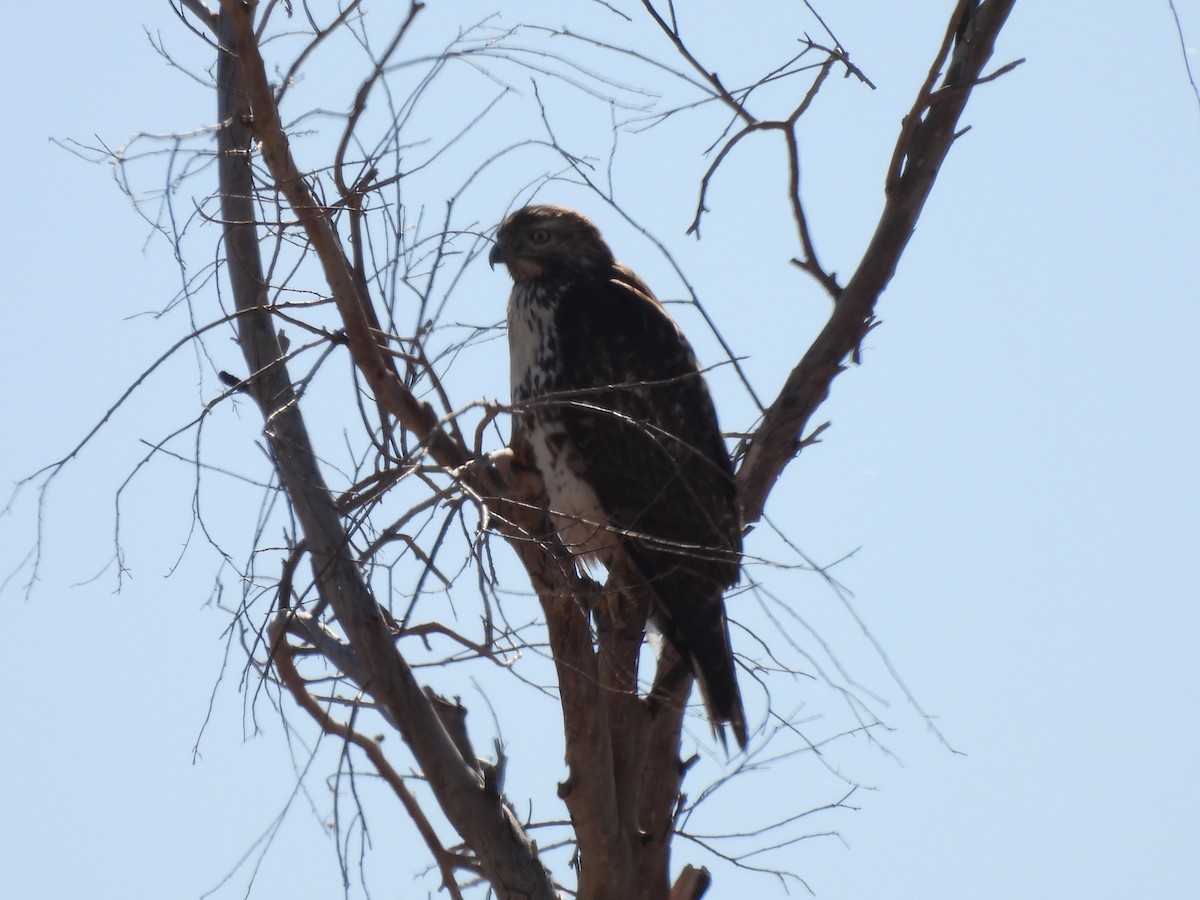 Red-tailed Hawk - ML647377158