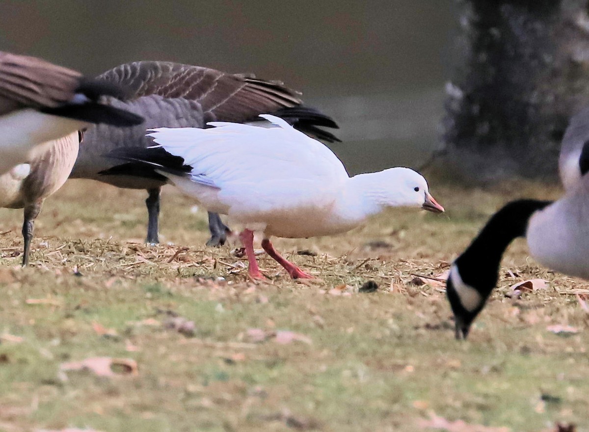 Гусь Росса - ML647377163